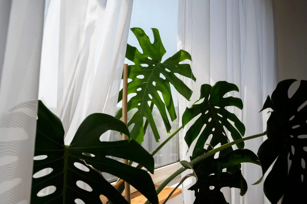 sustentabilidade é valoriar os elementos naturais